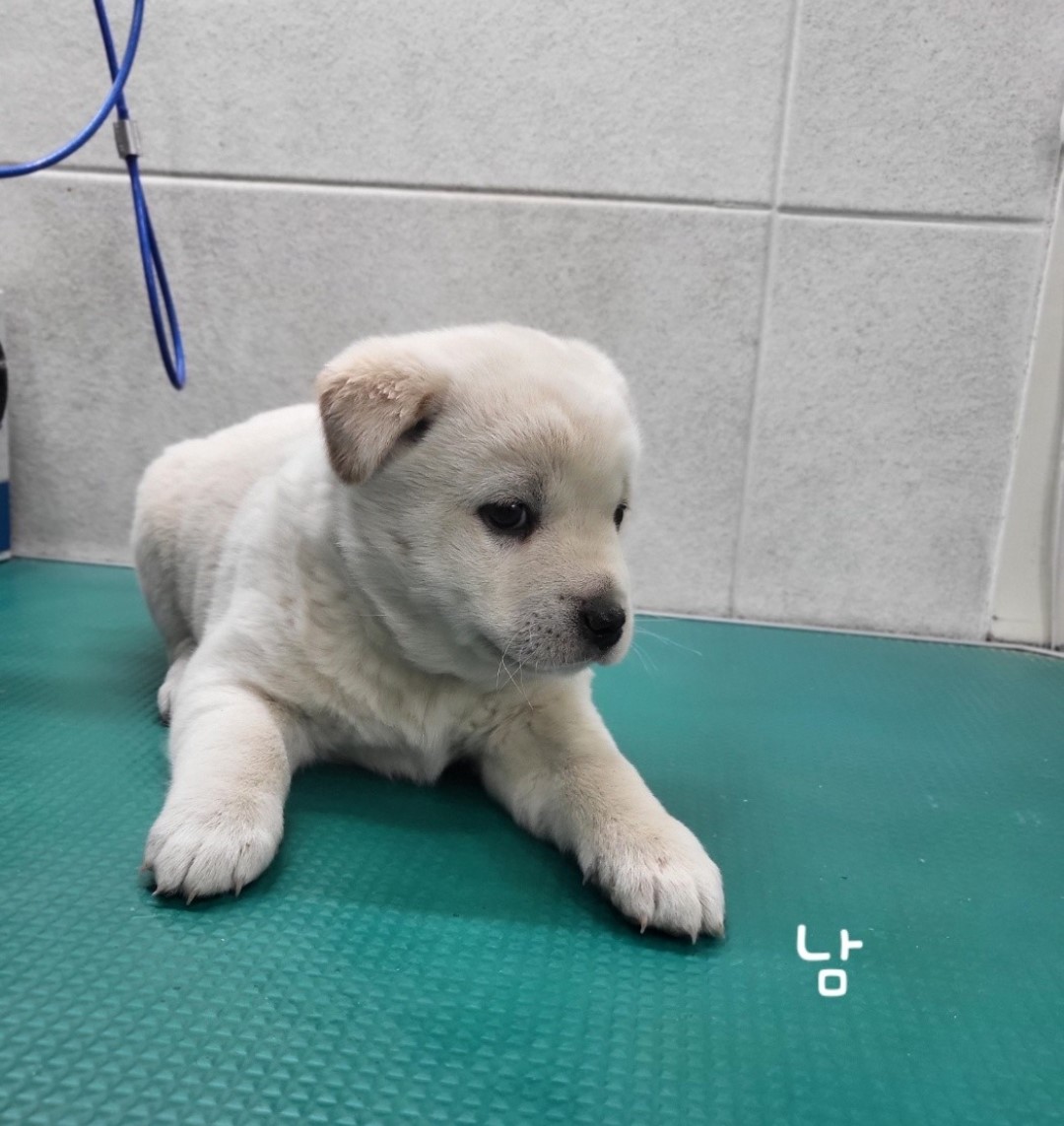믹스견 이미지 파일 입니다.